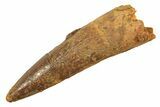 Fossil Spinosaurus Tooth - Real Dinosaur Tooth #298383-1